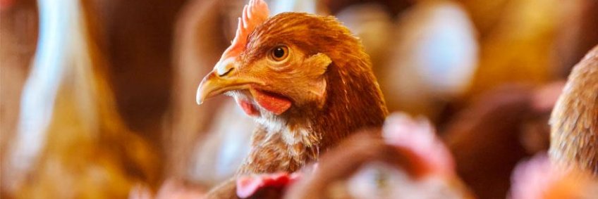 Keep Poultry Warm, Dry in Winter to Maintain Egg Production Keep Poultry Warm, Dry in Winter to Maintain Egg Production