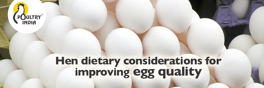 Hen dietary considerations for improving egg quality Hen dietary considerations for improving egg quality