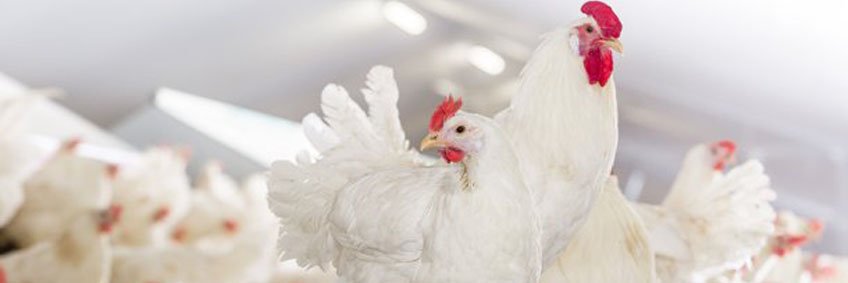 German free range farm achieves 500 eggs in 100 weeks German free range farm achieves 500 eggs in 100 weeks
