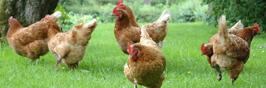 Ways and Equipment to Have Healthy Chickens Ways and Equipment to Have Healthy Chickens