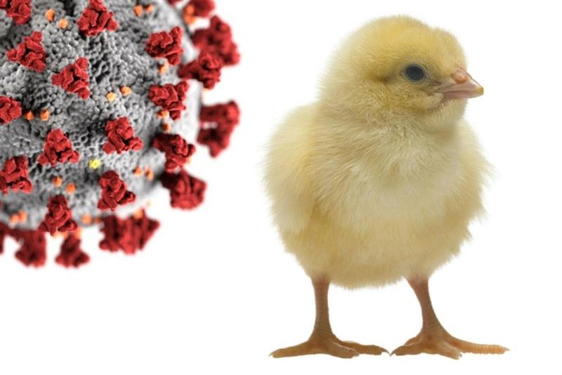 https://www.poultryindia.co.in/media/A2-copy.png