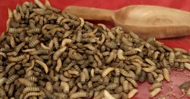 Black_Soldier_Fly_larvae