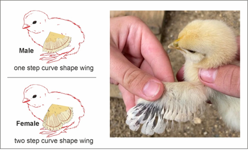 https://www.poultryindia.co.in/media/Feather-Chicks.png