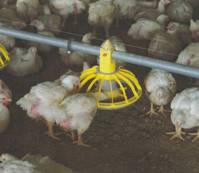 Feeding chickens a low-protein diet