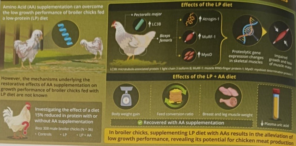 Effects of Amino acids-supplemented low-protein diet in broiler chicks