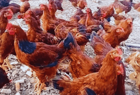 https://www.poultryindia.co.in/media/article-aug-3.png
