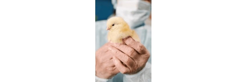 Poultry Health and Biosecurity in a Changing World Poultry Health and Biosecurity in a Changing World
