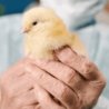 Poultry Health and Biosecurity in a Changing World