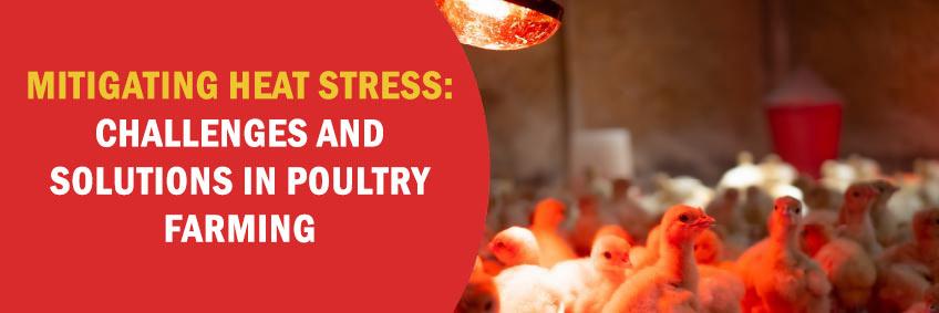 Mitigating Heat Stress: Challenges and Solutions in Poultry Farming