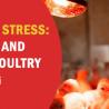 Mitigating Heat Stress: Challenges and Solutions in Poultry Farming