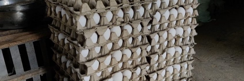 Herbal eggs are India’s new health fad. Bhopal entrepreneur adds tulsi, turmeric to feed Herbal eggs are India’s new health fad. Bhopal entrepreneur adds tulsi, turmeric to feed
