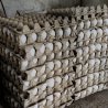 Herbal eggs are India’s new health fad. Bhopal entrepreneur adds tulsi, turmeric to feed
