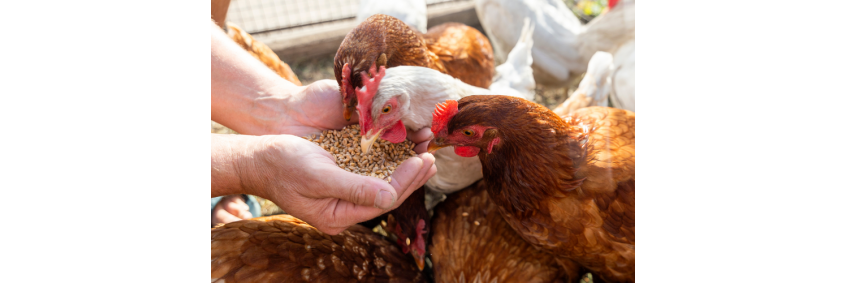 Why Poultry Farmers Are Flocking to AI