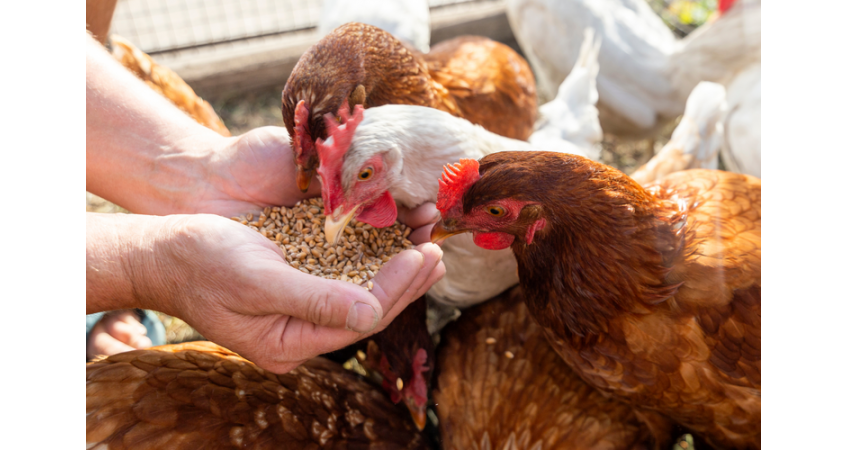 Why Poultry Farmers Are Flocking to AI Why Poultry Farmers Are Flocking to AI