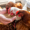 Why Poultry Farmers Are Flocking to AI