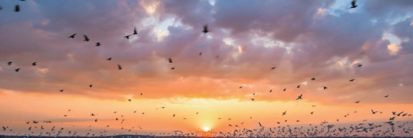 Avian influenza declines across Europe after winter peak