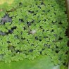 Azolla Feeding in Poultry: A Sustainable And Cost-Effective Green Feed Alternative