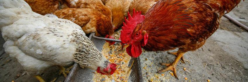 Poultry feed, nutrition and water