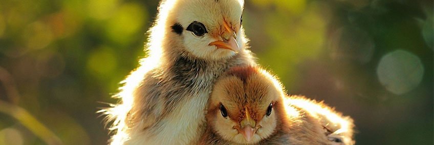 Pullet rearing is key to cage-free flock success