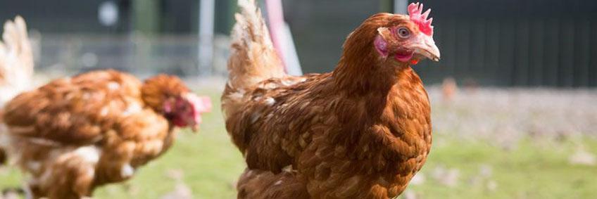 Poultry disease prevention and management