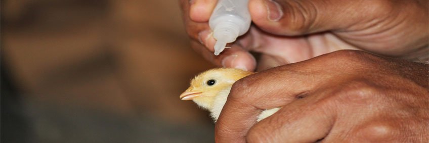 All you need to know about Newcastle Disease All you need to know about Newcastle Disease