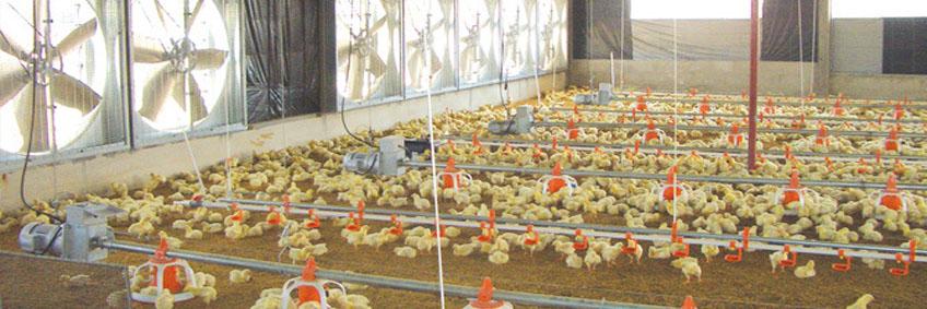 How my Sh. 25 million automatic chicken farm works