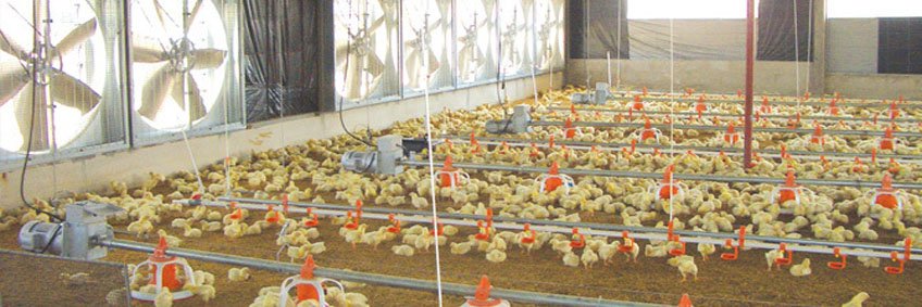 How my Sh. 25 million automatic chicken farm works How my Sh. 25 million automatic chicken farm works