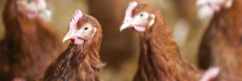 Identifying signs of disease in poultry