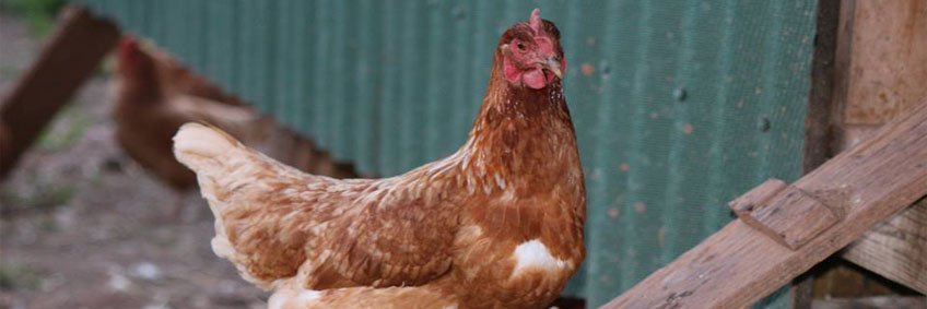 Farming practices for healthy flocks