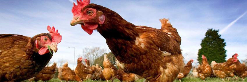 6 cage-free common pitfalls and how to avoid them