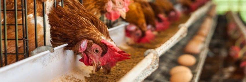 Poultry farming method that could offer you high returns