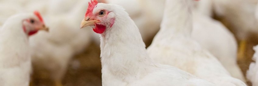 Brazil’s Brazilian Poultry Production and Feed Challenges: Alternative solutions