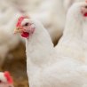 Brazil’s Brazilian Poultry Production and Feed Challenges: Alternative solutions