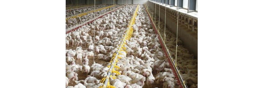 Place, People and Progress critical to resilient British poultry meat sector