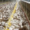 Place, People and Progress critical to resilient British poultry meat sector