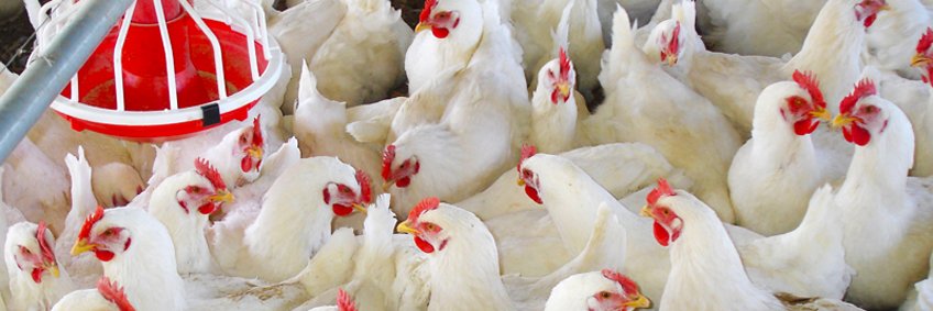 Broiler Management Broiler Management