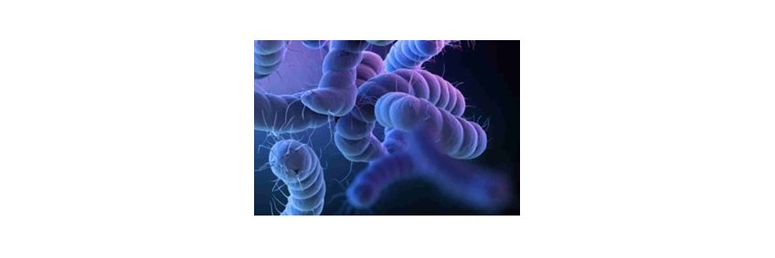 Investigations into Campylobacter jejuni in poultry to improve human health