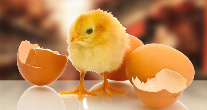 9 chicken and egg questions to ponder 9 chicken and egg questions to ponder