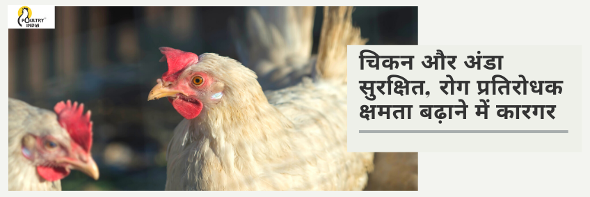 चिकन और अंडा सुरक्षित, रोग प्रतिरोधक क्षमता बढ़ाने में कारगर