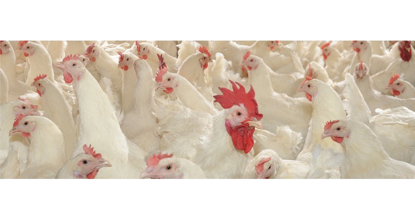 Chicken prices on the rise Chicken prices on the rise