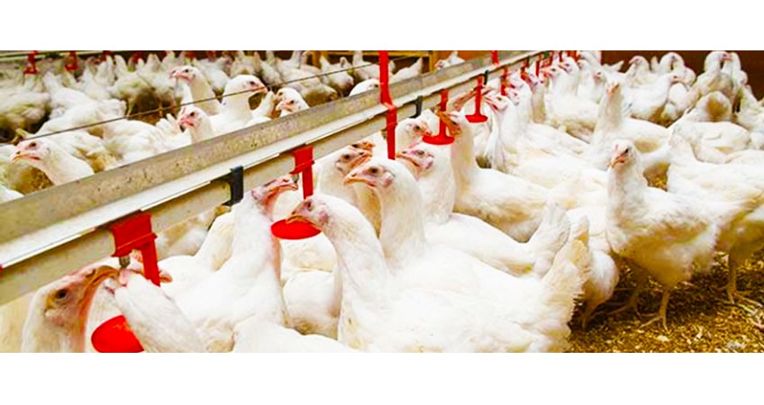 Mercury Shoots Up — Hayatnagar Outbreak