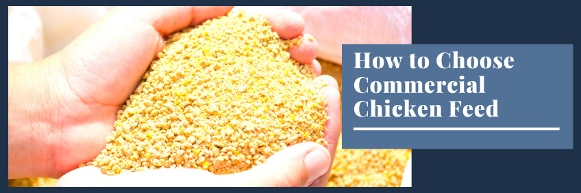 How to Choose Commercial Chicken Feed How to Choose Commercial Chicken Feed