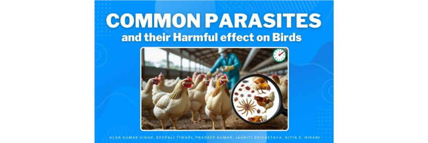 Common Parasites and their Harmful effect on Birds Common Parasites and their Harmful effect on Birds
