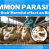 Common Parasites and their Harmful effect on Birds