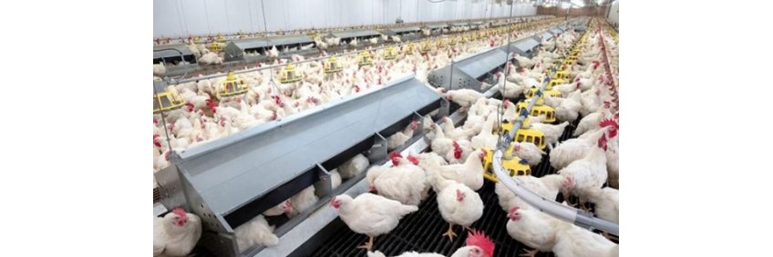 COOP TO COMMERCE What started in farmyards now powers a ₹30,000 cr growth story in the state