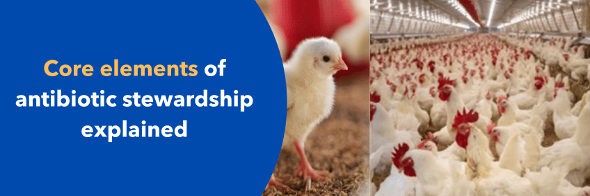 Core elements of antibiotic stewardship explained Core elements of antibiotic stewardship explained