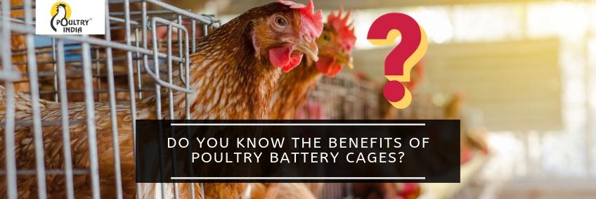 POULTRY BATTERY CAGES
