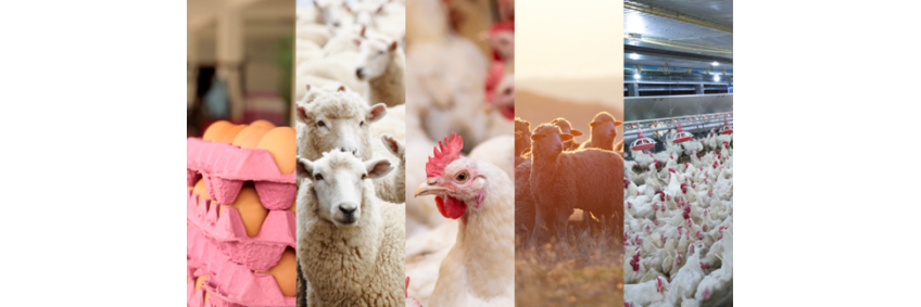 Agriculture at the Core of India’s Next Growth Phase