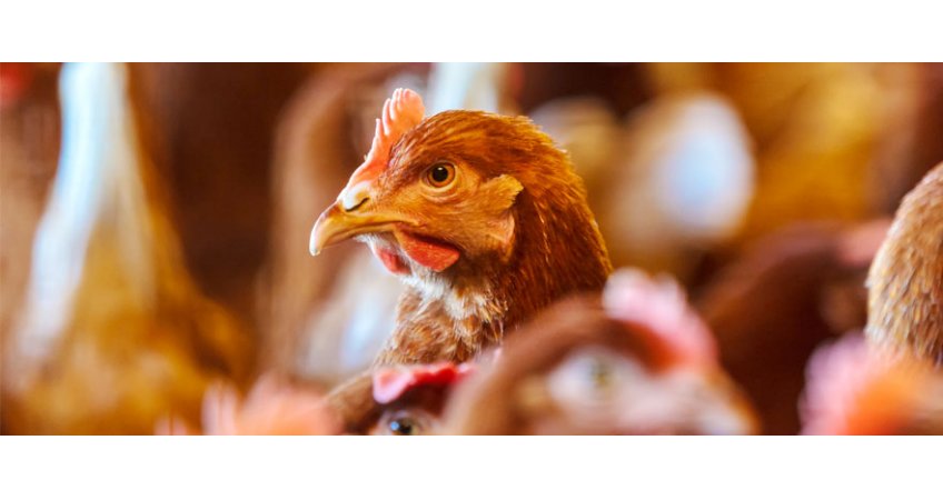Keep Poultry Warm Dry Winter