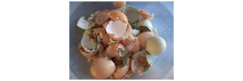New patents for eggshells to heal cracked bones New patents for eggshells to heal cracked bones